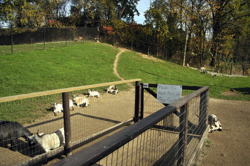 Goatexhibit at Twin Vally Zoo