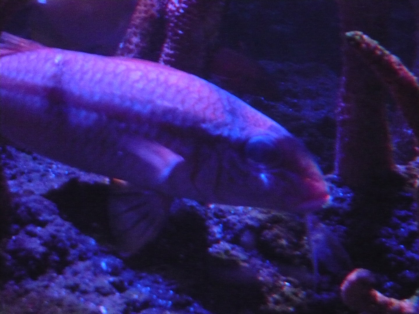 Goatfish ID