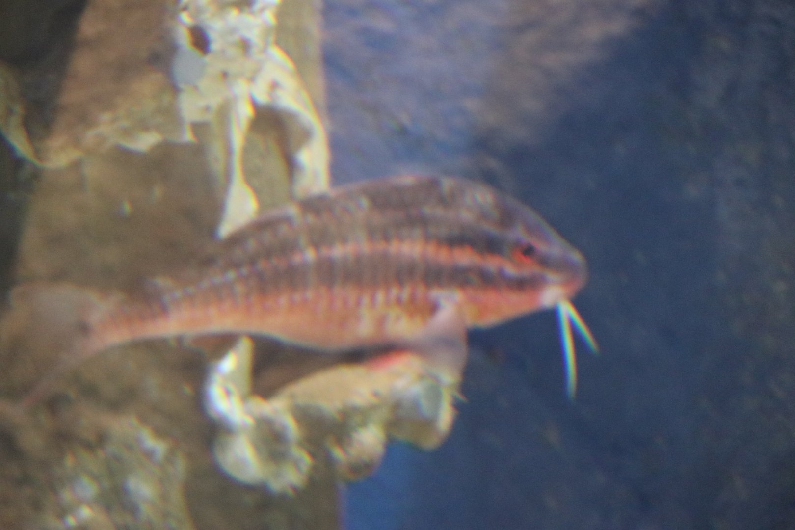 Goatfish sp (Parupeneus sp.?)