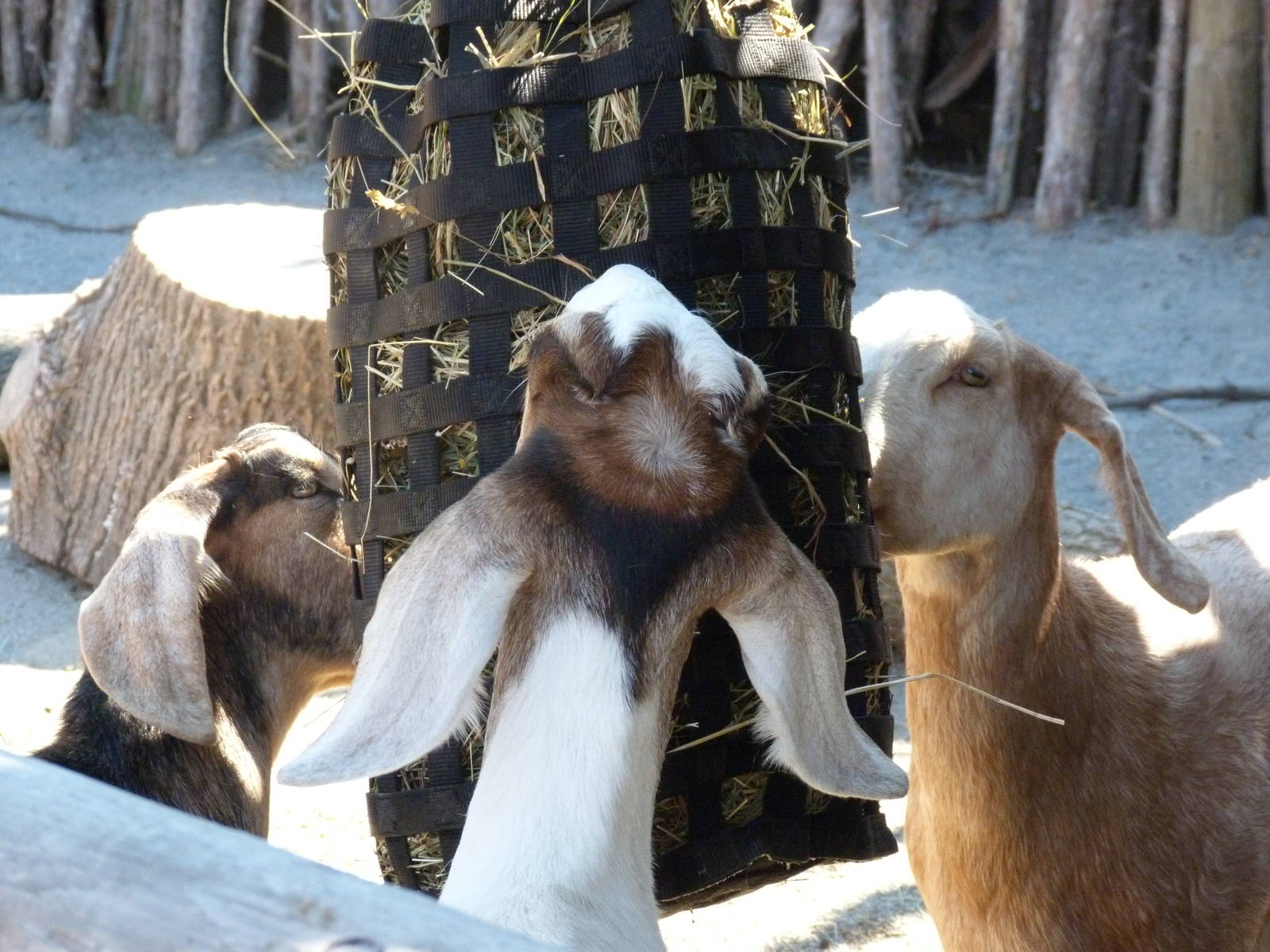 Goats (A Step Into Africa) 9-2-12
