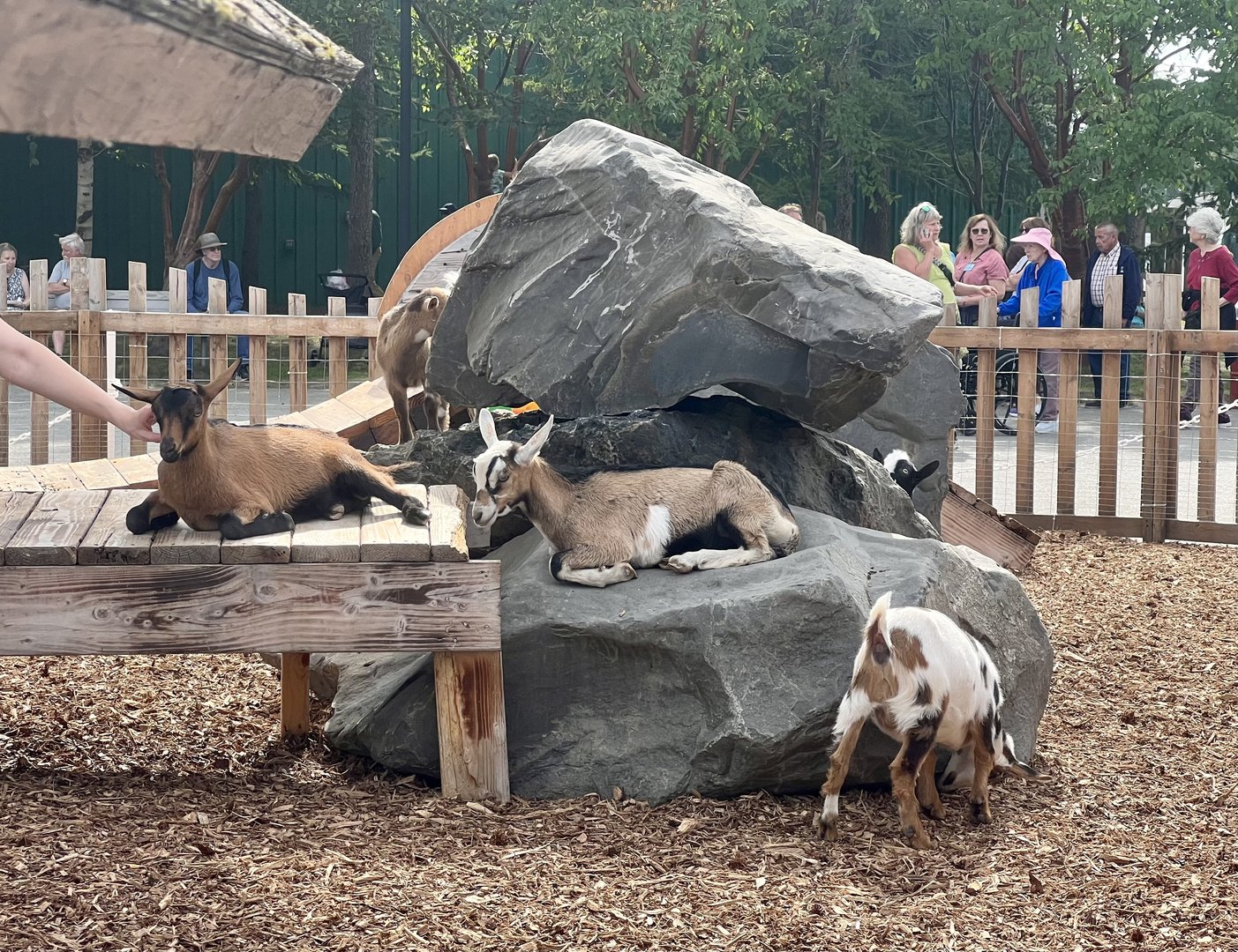 Goats - Alaska State Fair