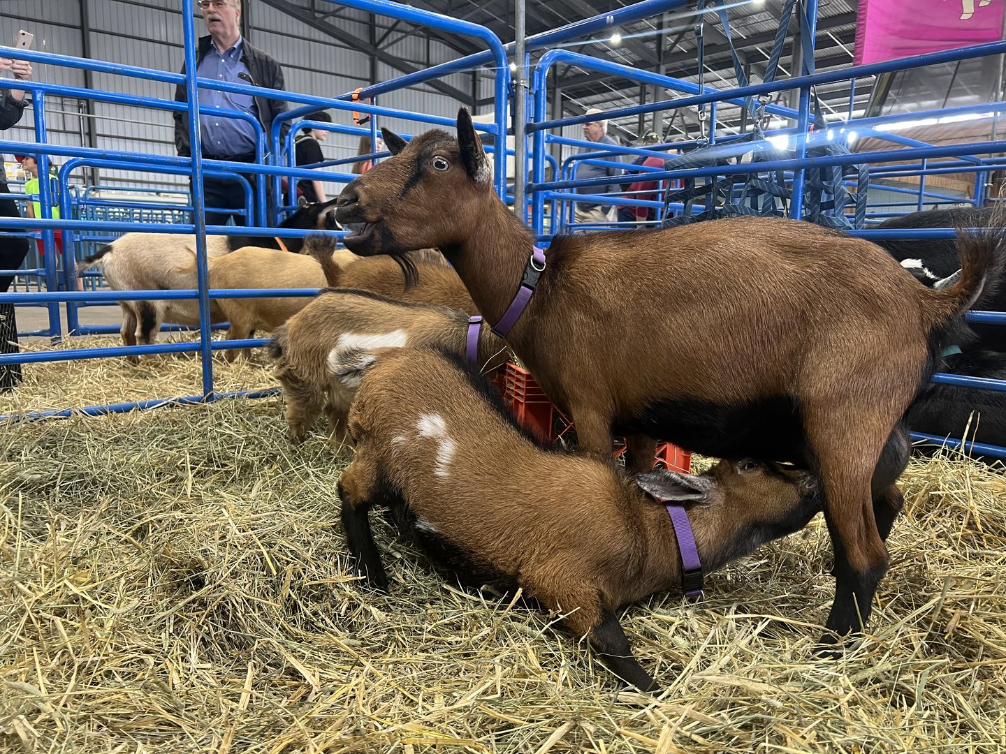 Goats - Alaska State Fair
