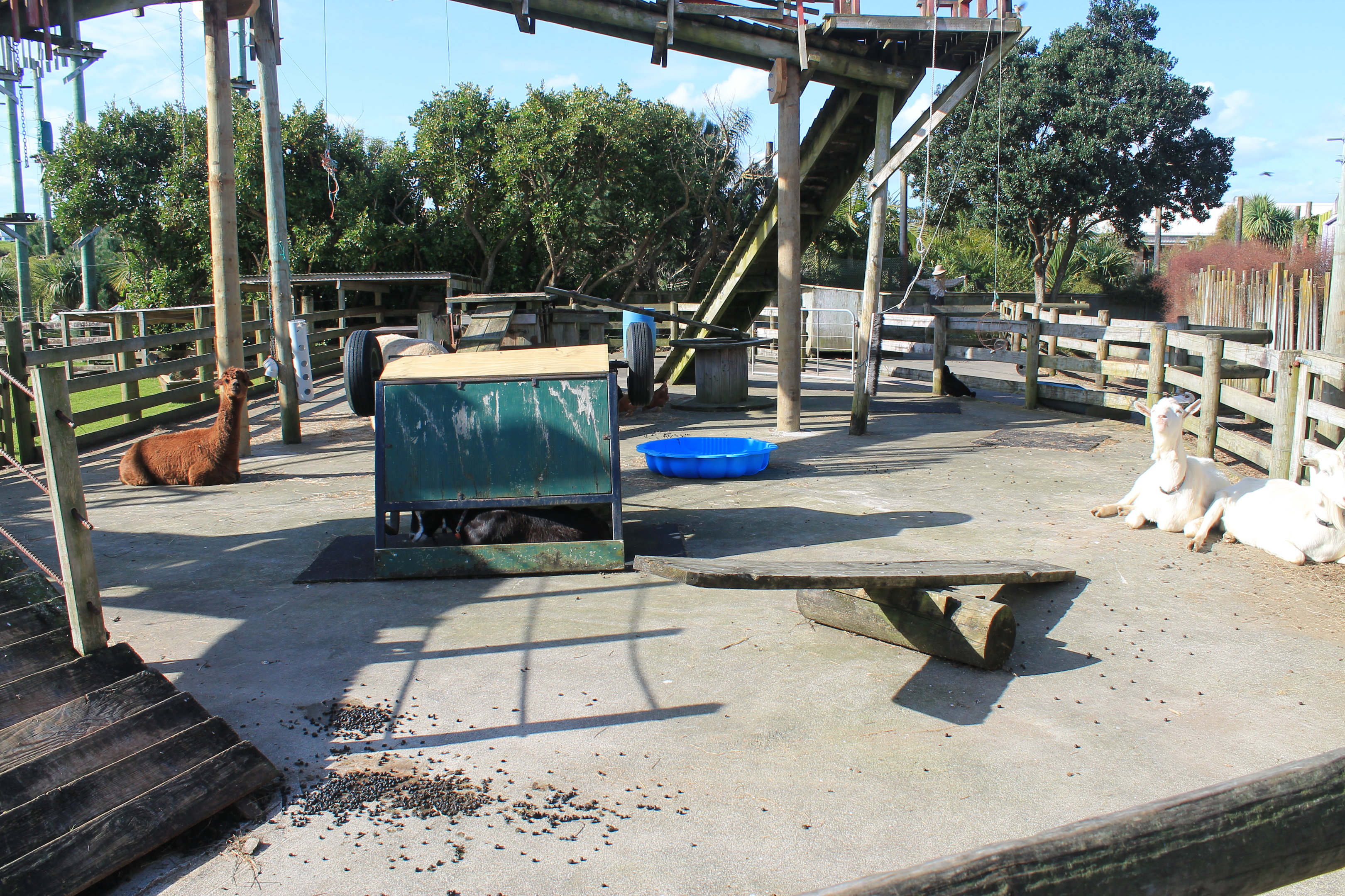 Goats and Alpacas - Buttermilk Farm