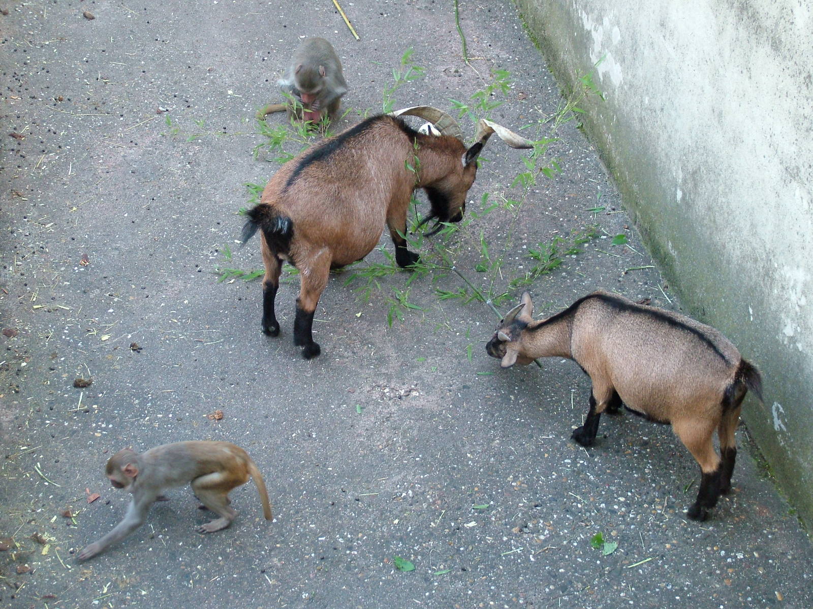 Goats and Macaques at Heidelberg, 05/09/10