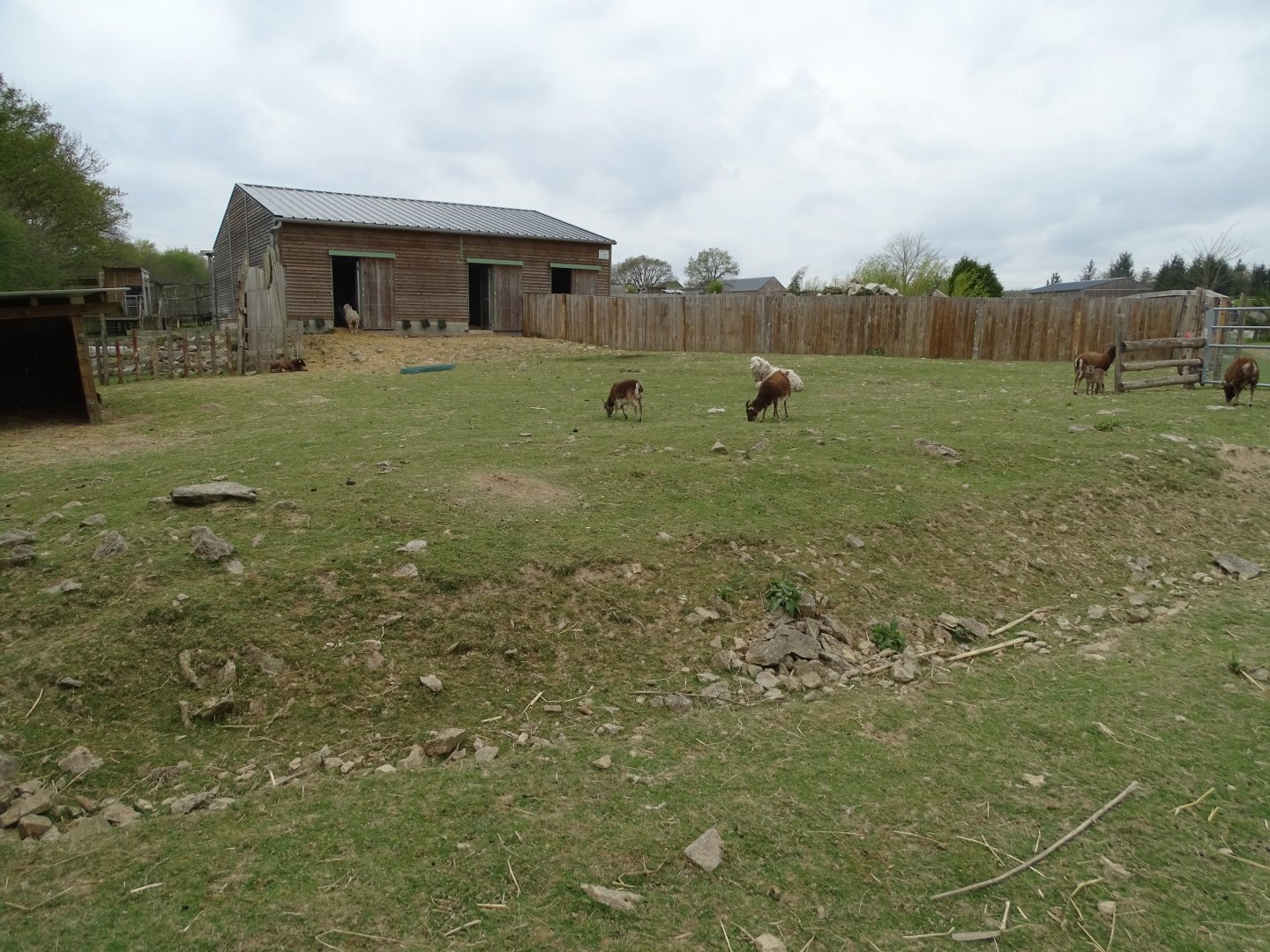 Goats and sheep exhibit - Parc animalier d'Ecouves