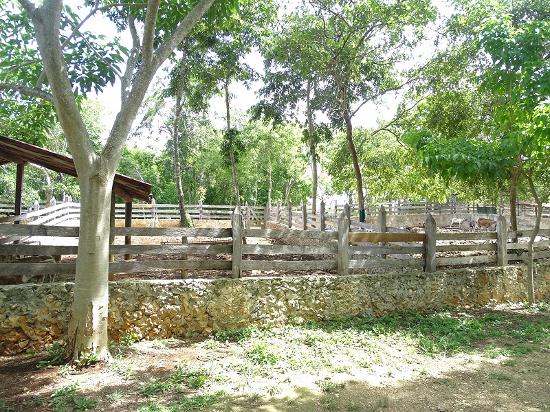 Goats and sheeps enclosure