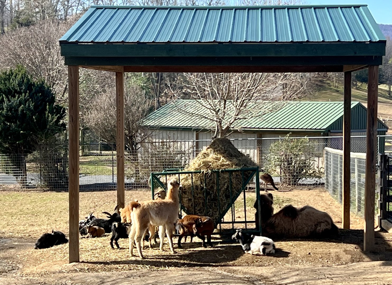 Goats and young animal corral