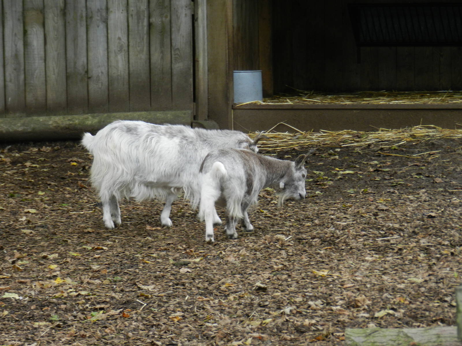 Goats at Flamingo Land - 14/10/2012