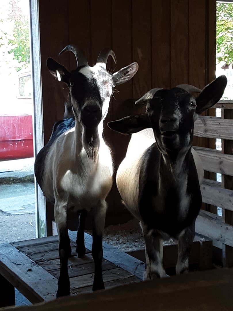 Goats at the Greensboro Science Center