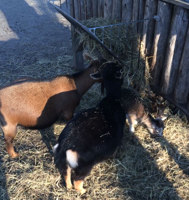 Goats (Capra aegagrus hircus) 17-11-2018