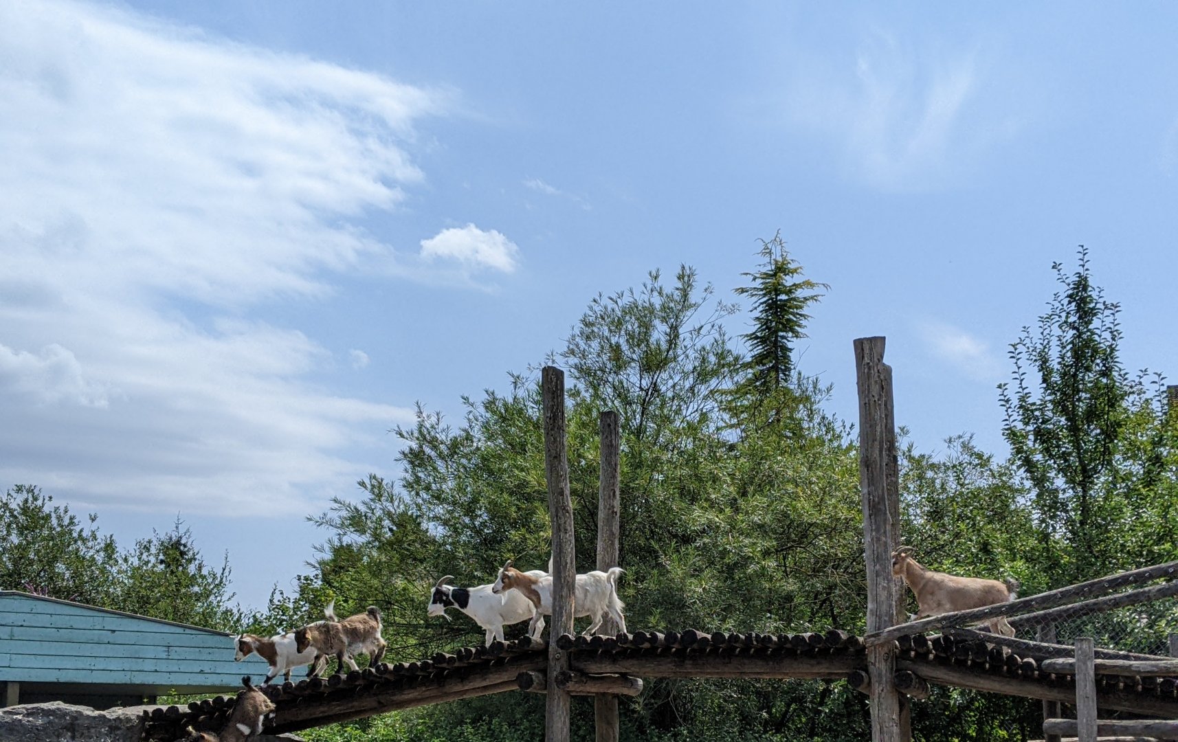 Goats crossing a bridge