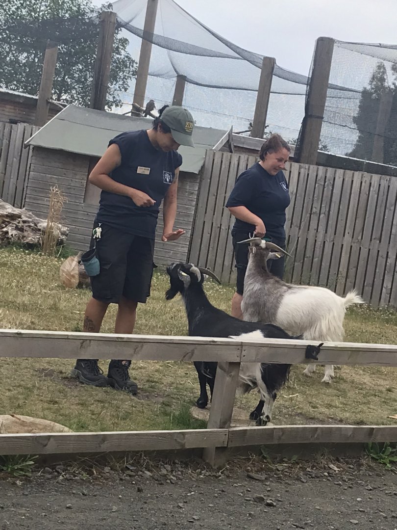 Goats in animal antics