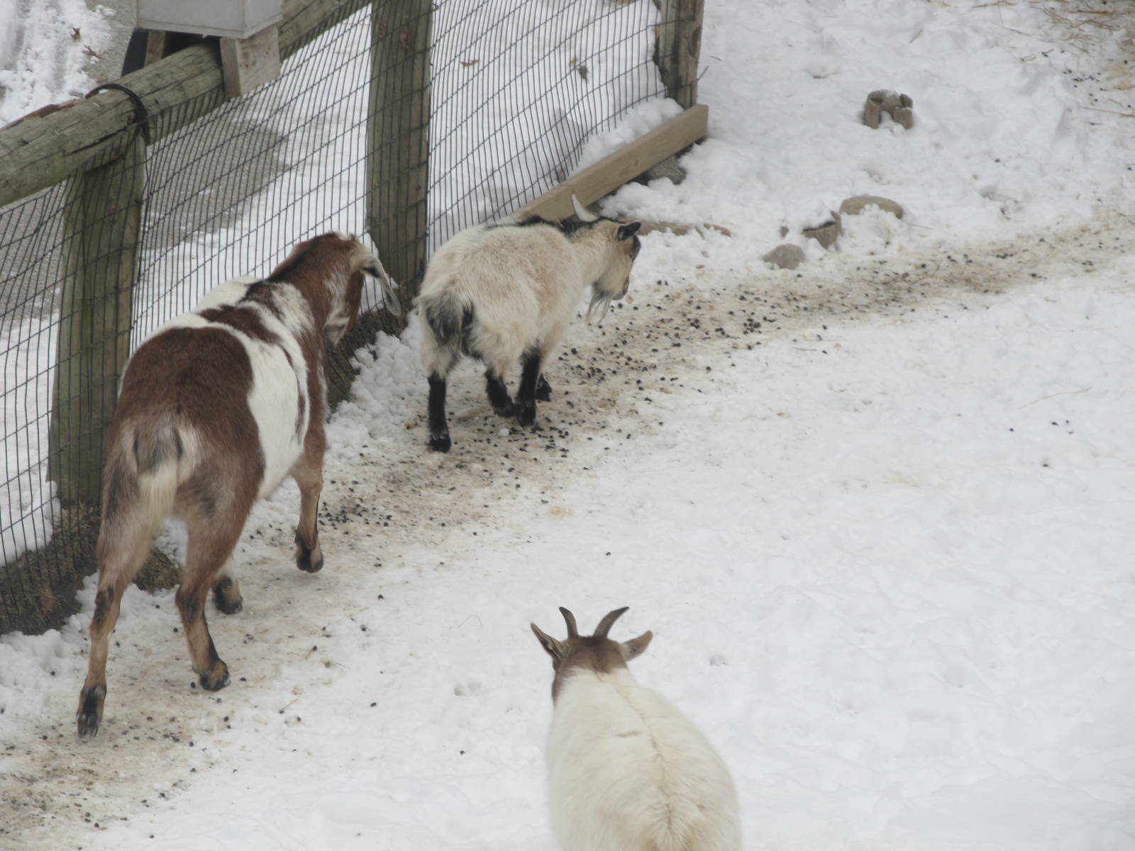 Goats in Snow