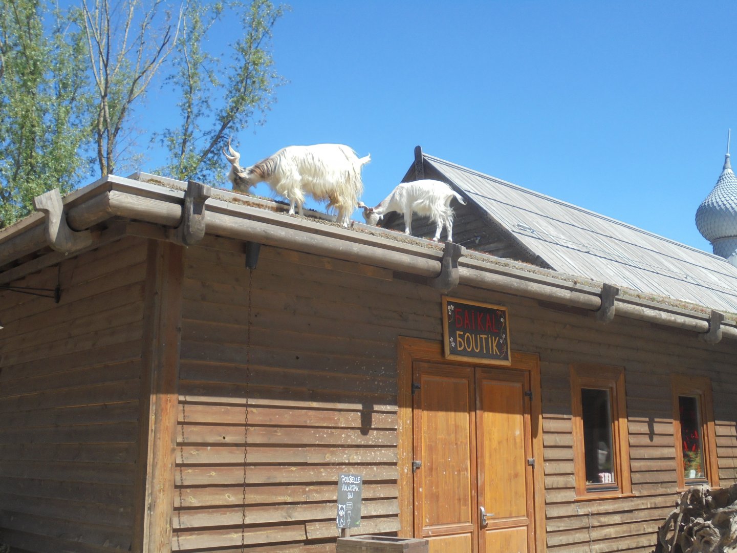goats mowing rooftop grass