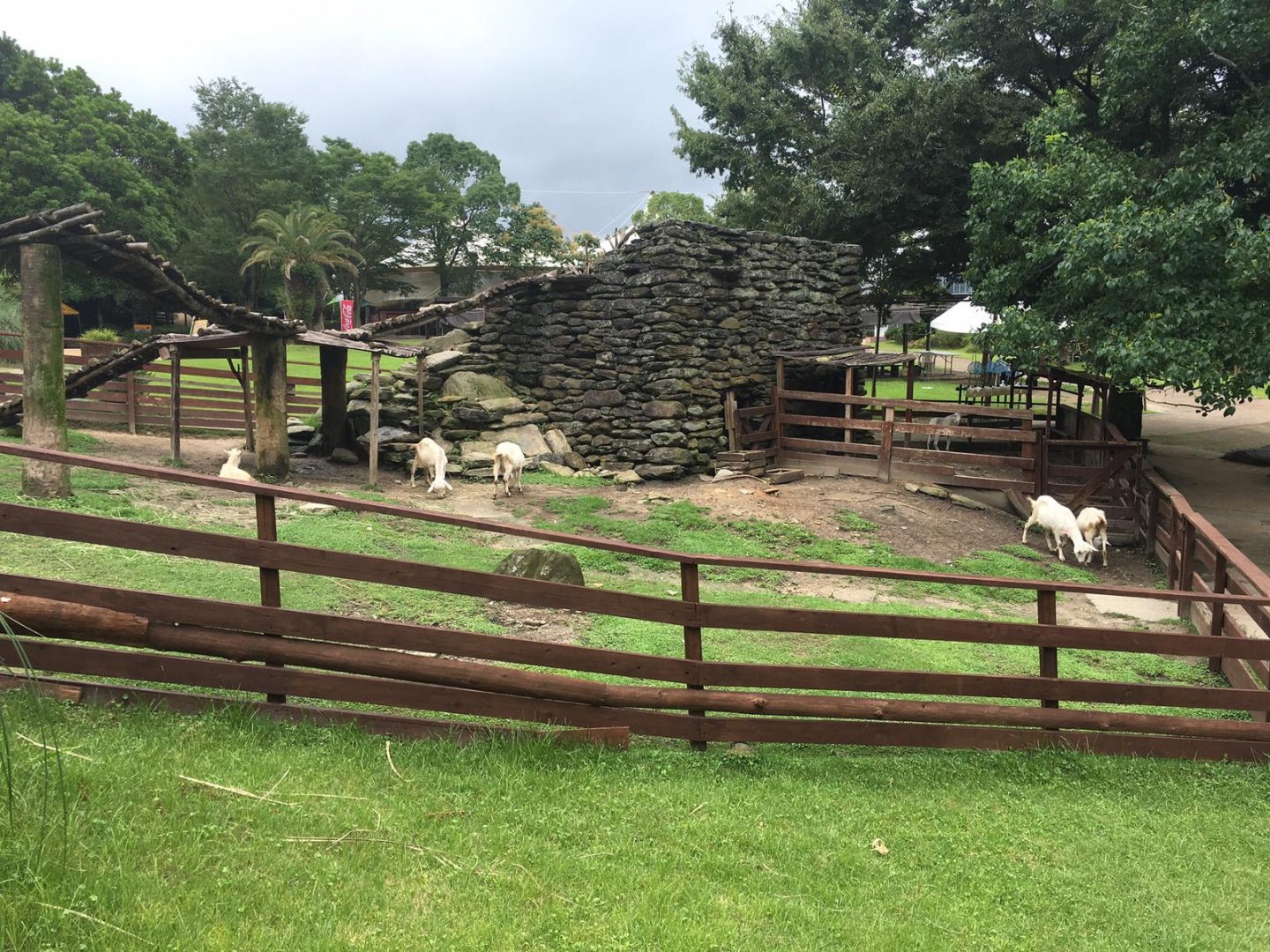 Goats- Nagasaki Bio Park
