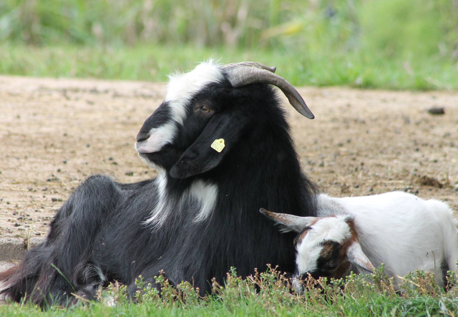 Goats of some breed