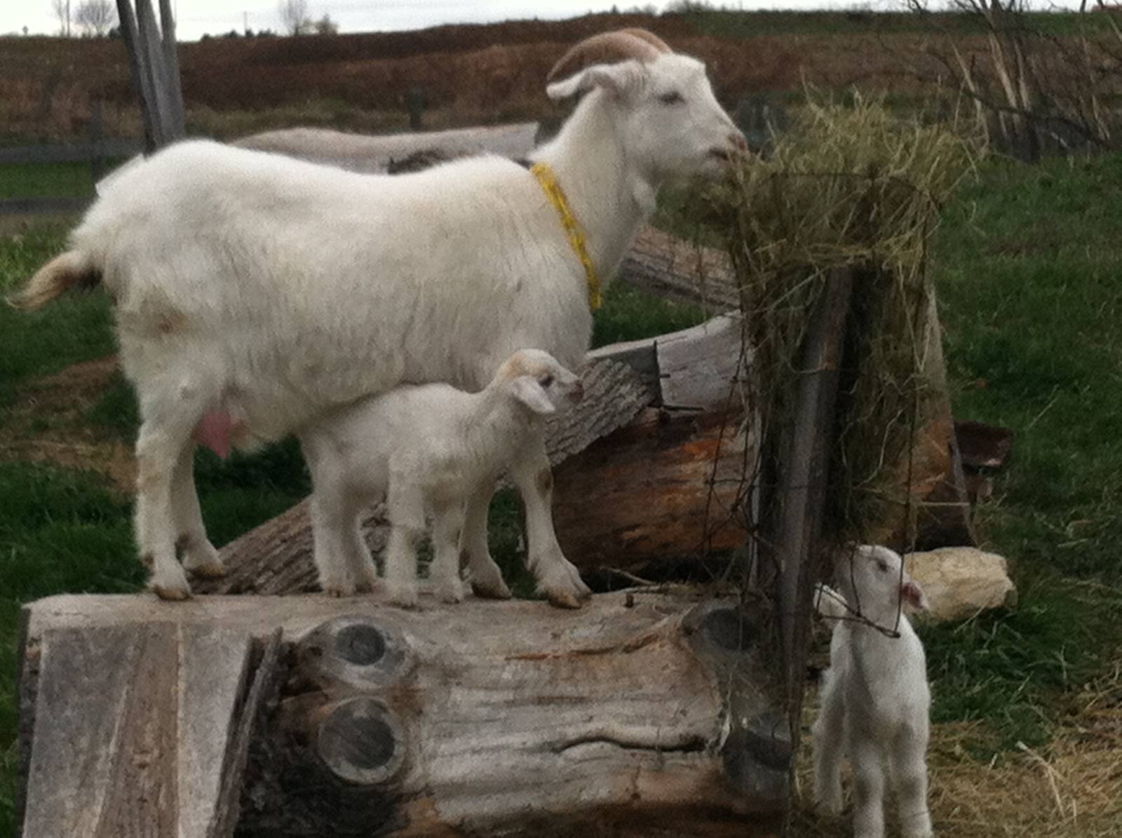 Goats on the farm