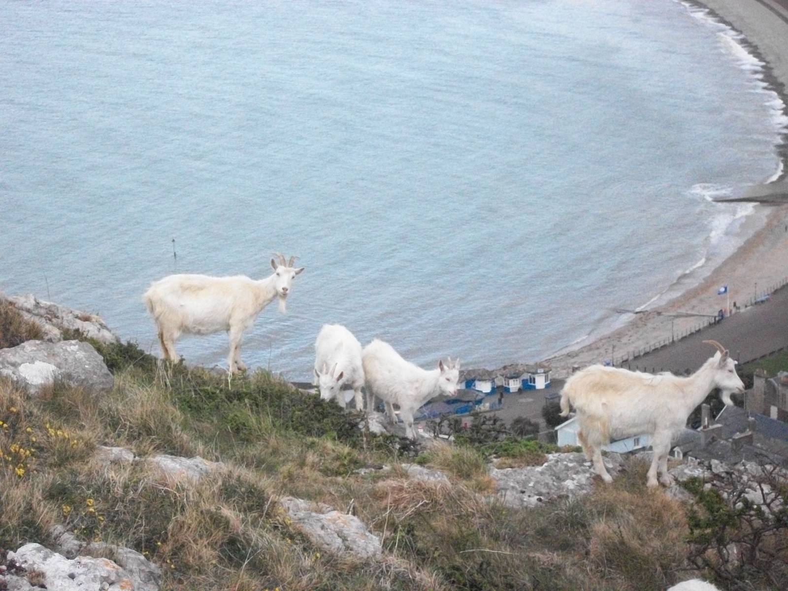 Goats on the Great Orme 21st May 2013