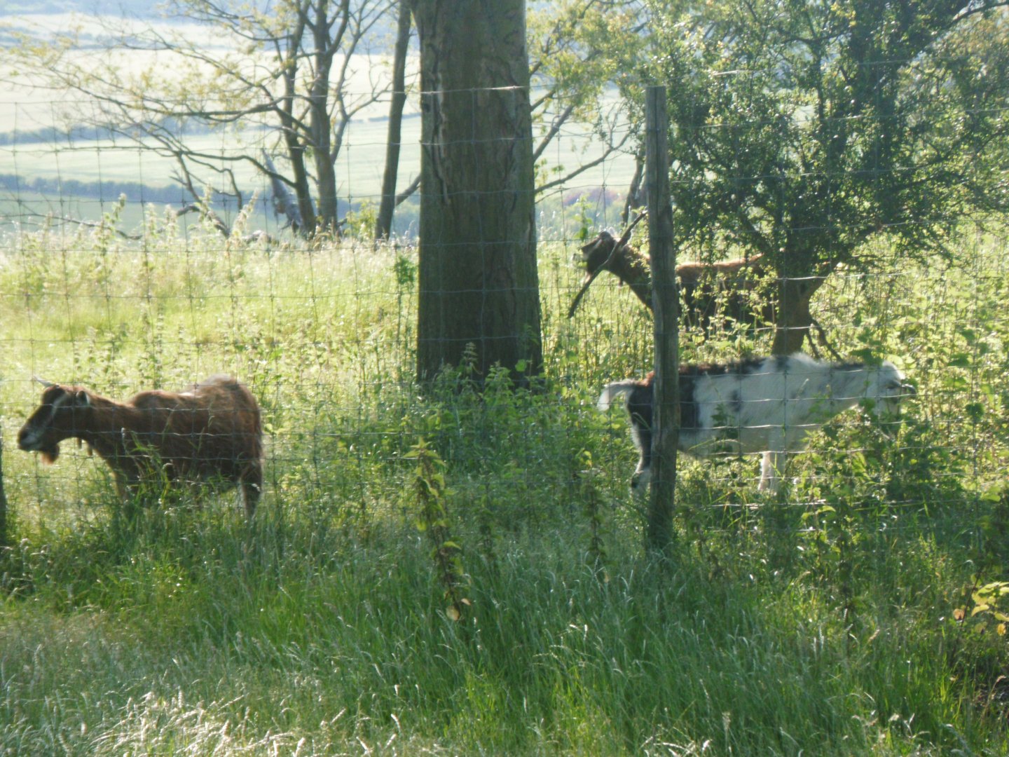 Goats on the other side of the Hill