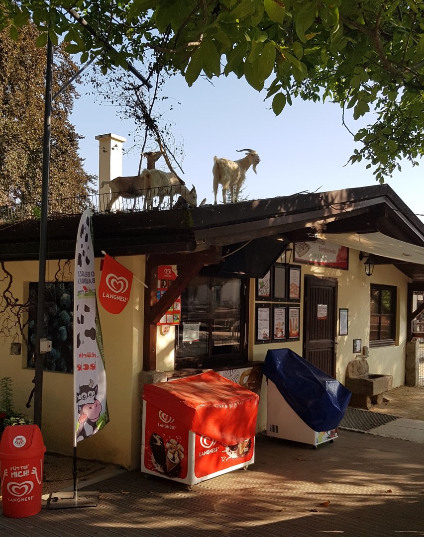 Goats on the restaurant's roof