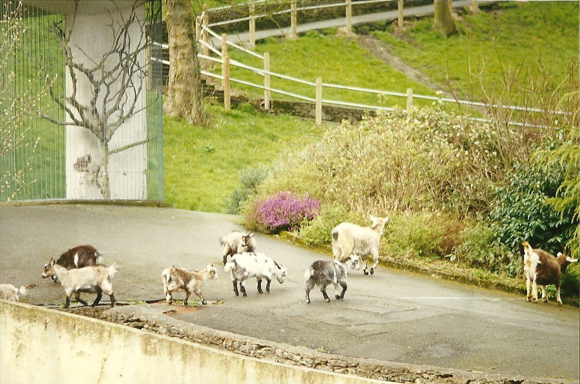 Goats on tour 4th April 1998