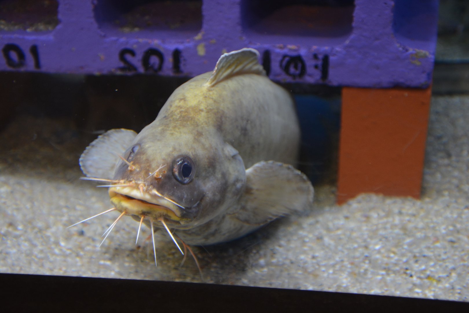 Goatsbeard brotula (Brotula multibarbata)