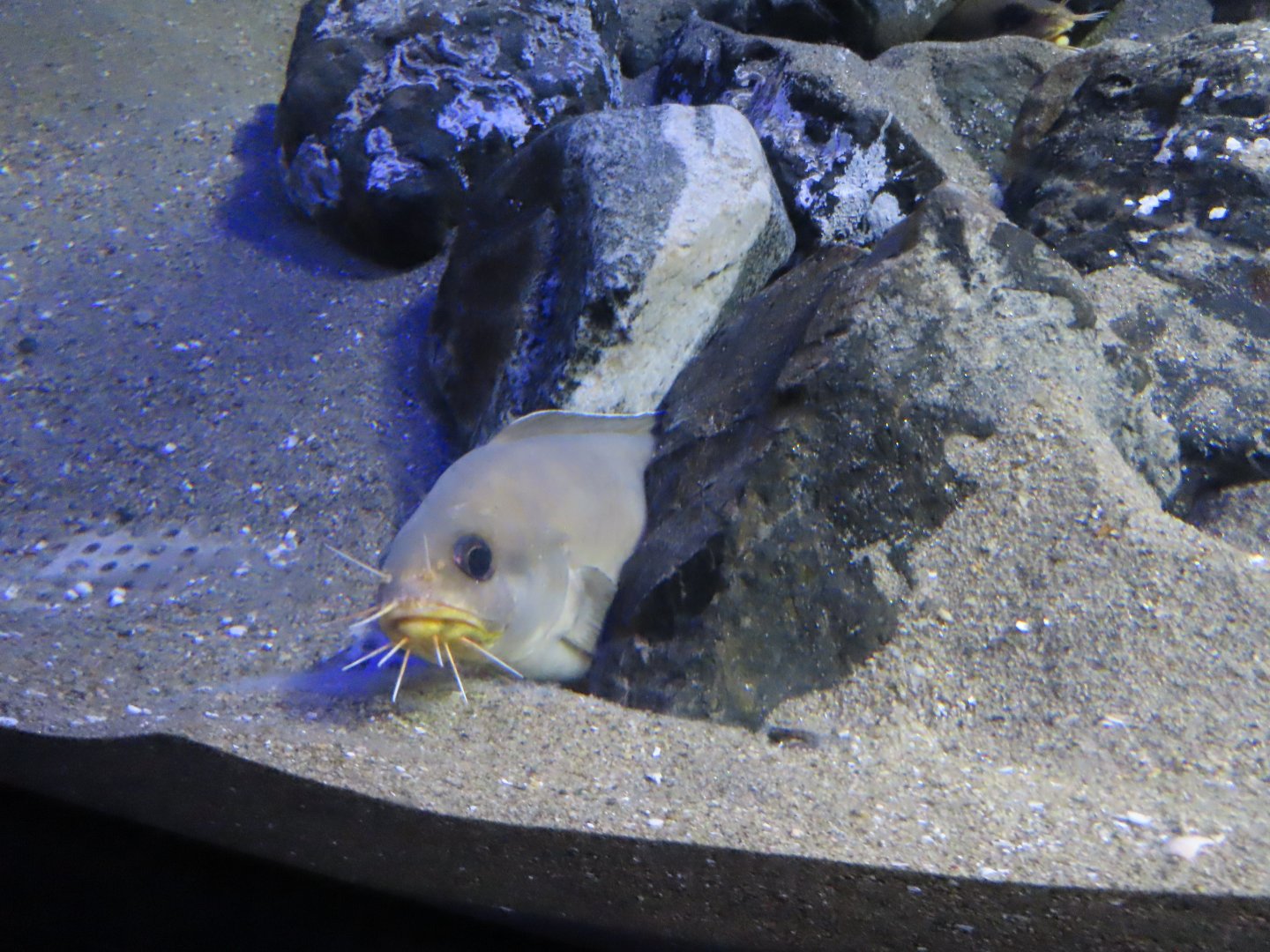 Goatsbeard brotula (Brotula multibarbata)