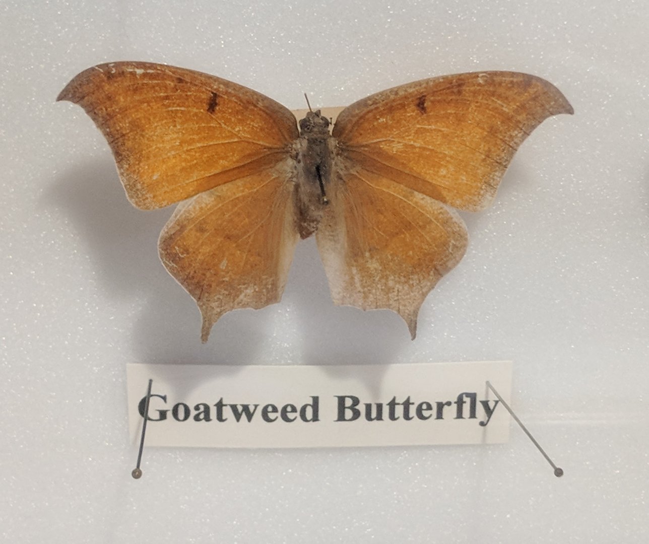 Goatweed leafwing butterfly (Anaea andria)