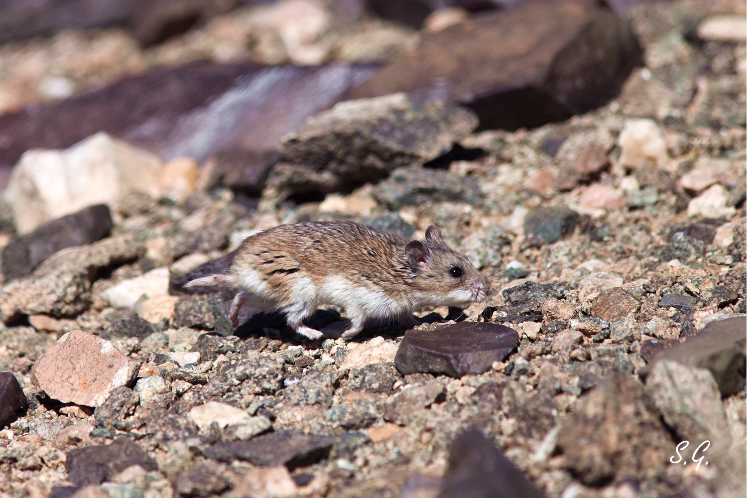 Gobi Altai mountain vole