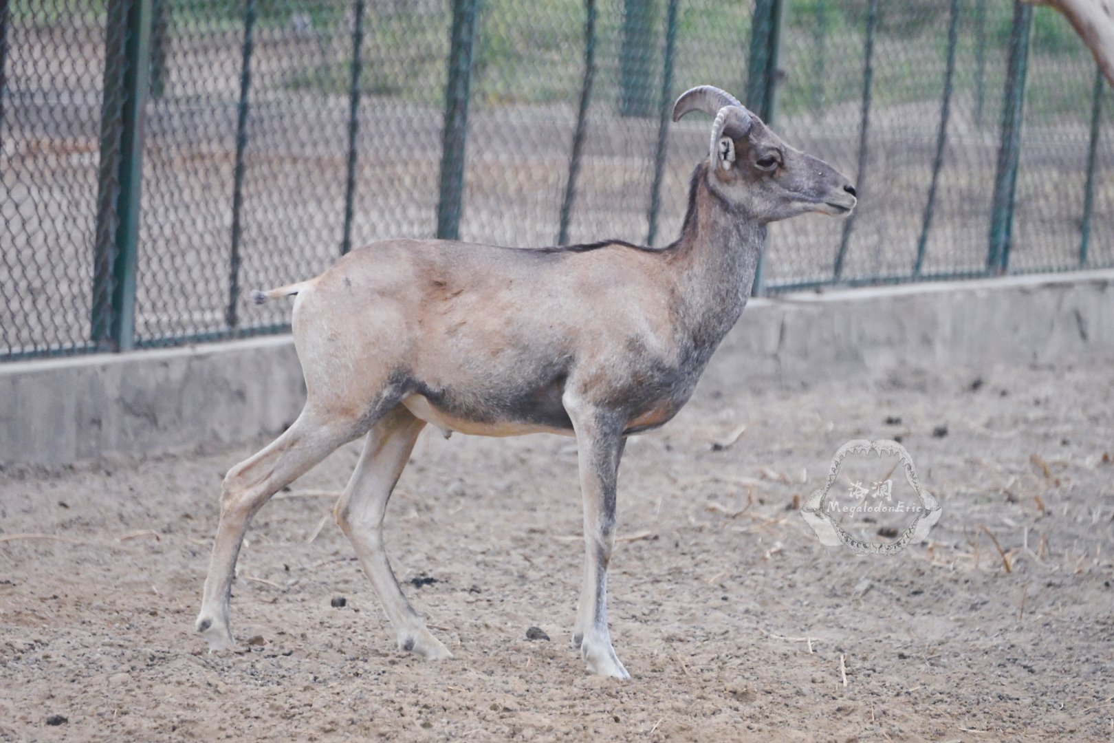 Gobi argali/Ovis darwini