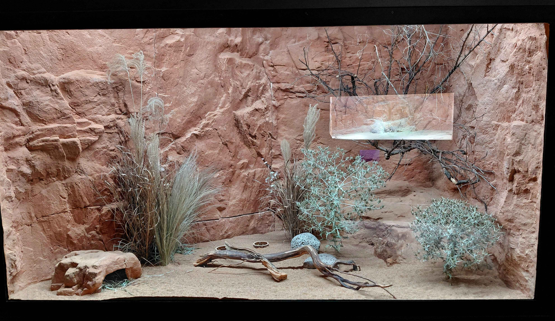 Gobi - hedgehog exhibit (after)