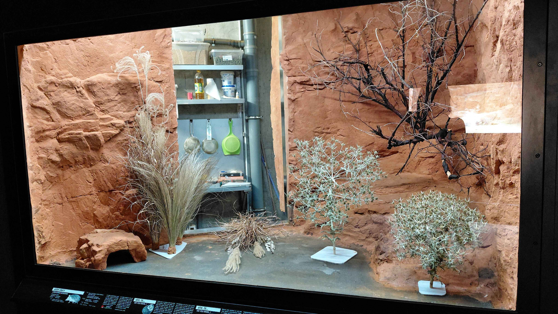 Gobi - hedgehog exhibit (before)