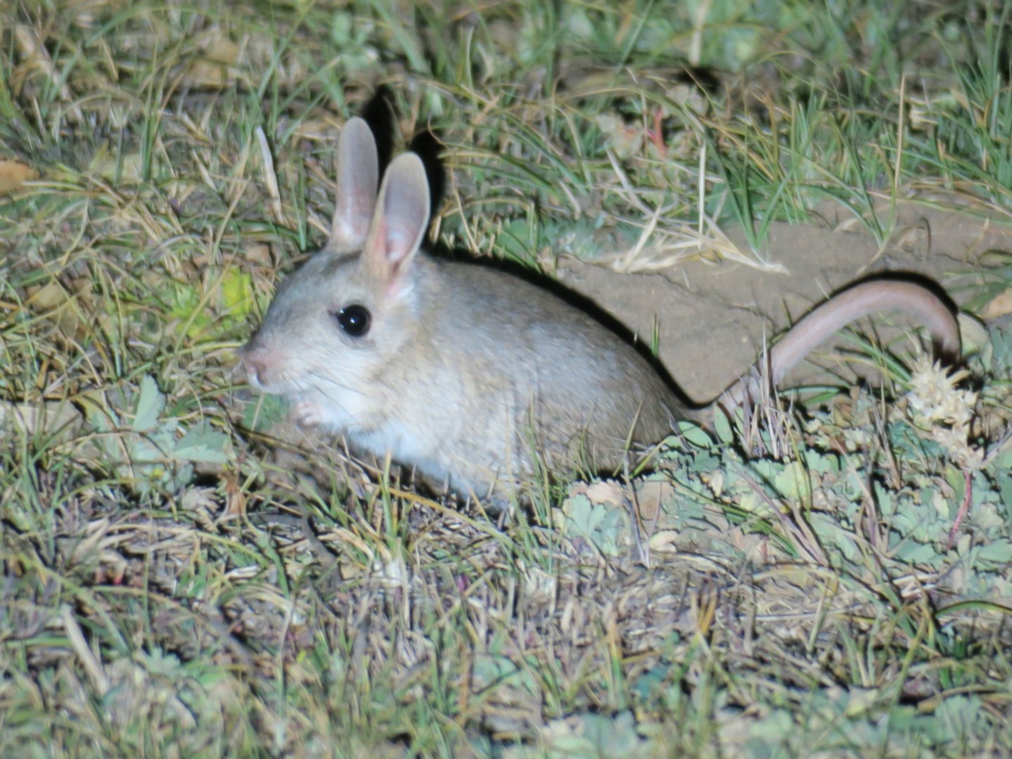 Gobi  jerboa