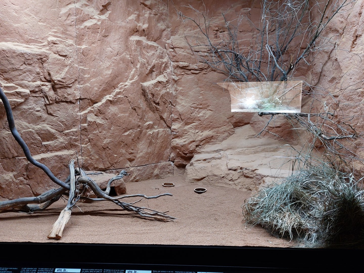 Gobi - Long-eared hedgehog enclosure