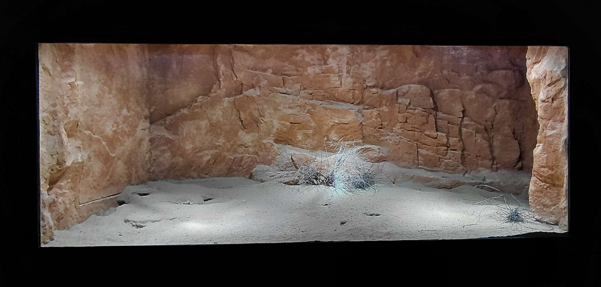 Gobi - Mixed reptile exhibit