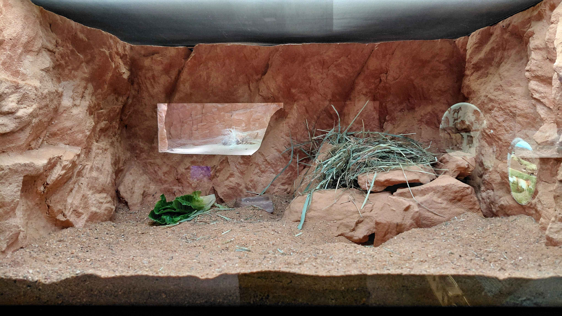 Gobi - Mongolian gerbil exhibit
