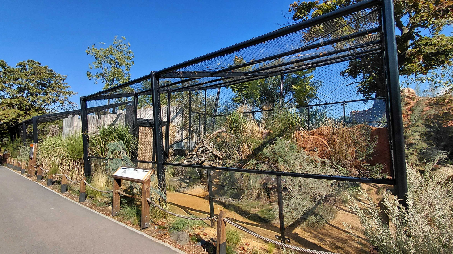 Gobi - Pallas's cat exhibit