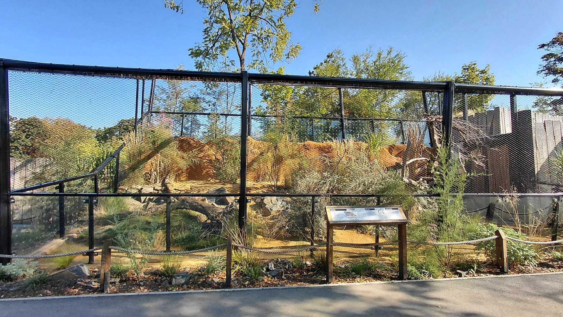 Gobi - Pallas's cat exhibit