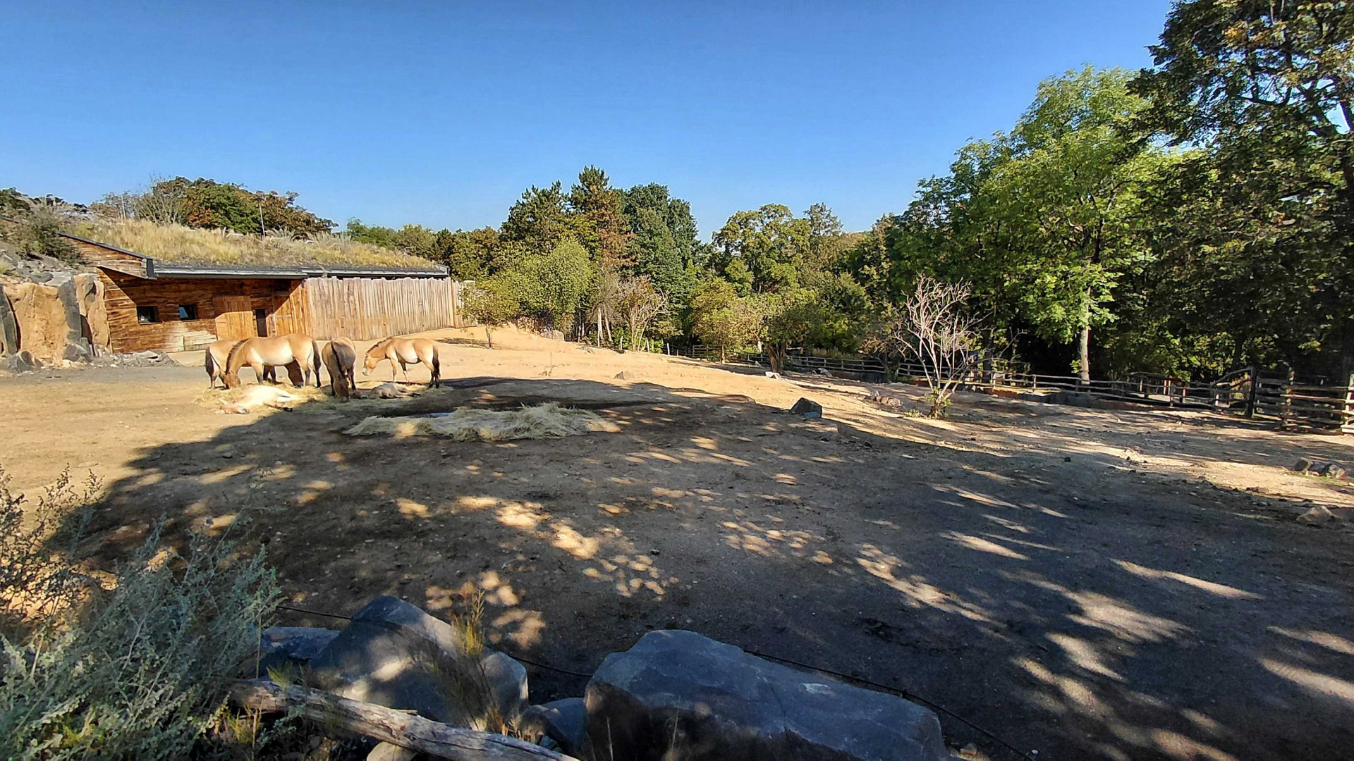 Gobi - Przewalski's horse exhibit