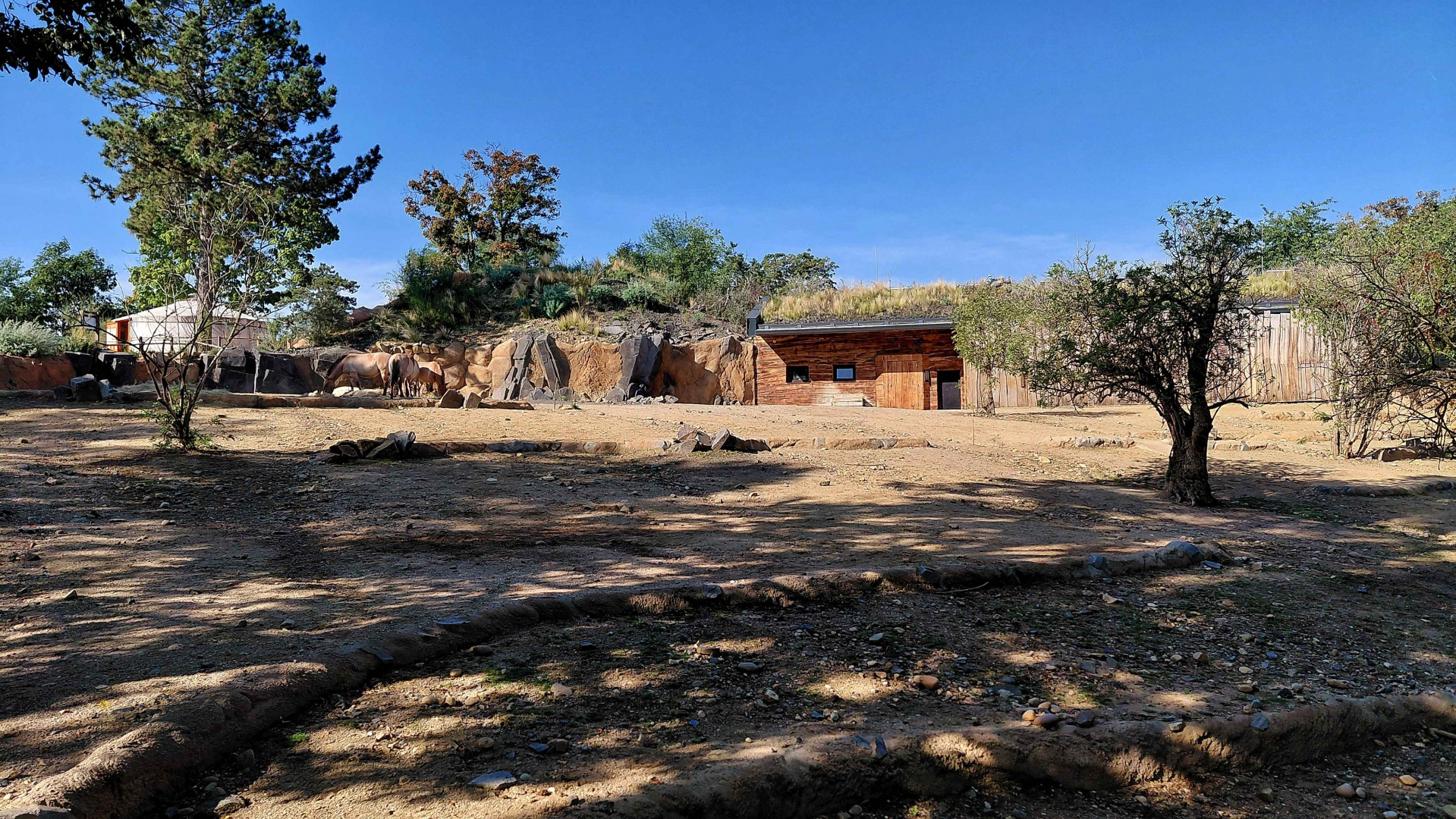Gobi - Przewalski's horse exhibit