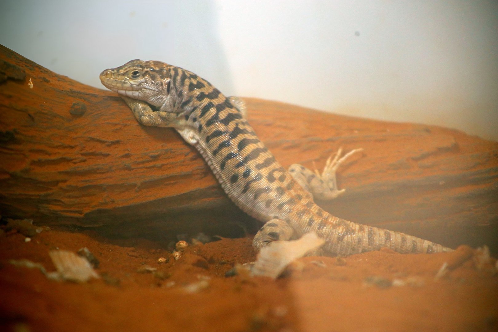 Gobi Racerunner (Eremias przewalskii)