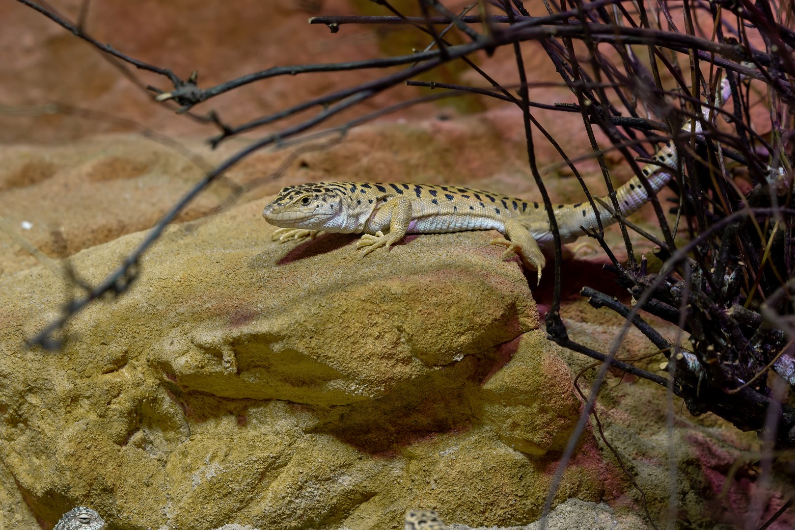Gobi racerunner (Eremias przewalskii)