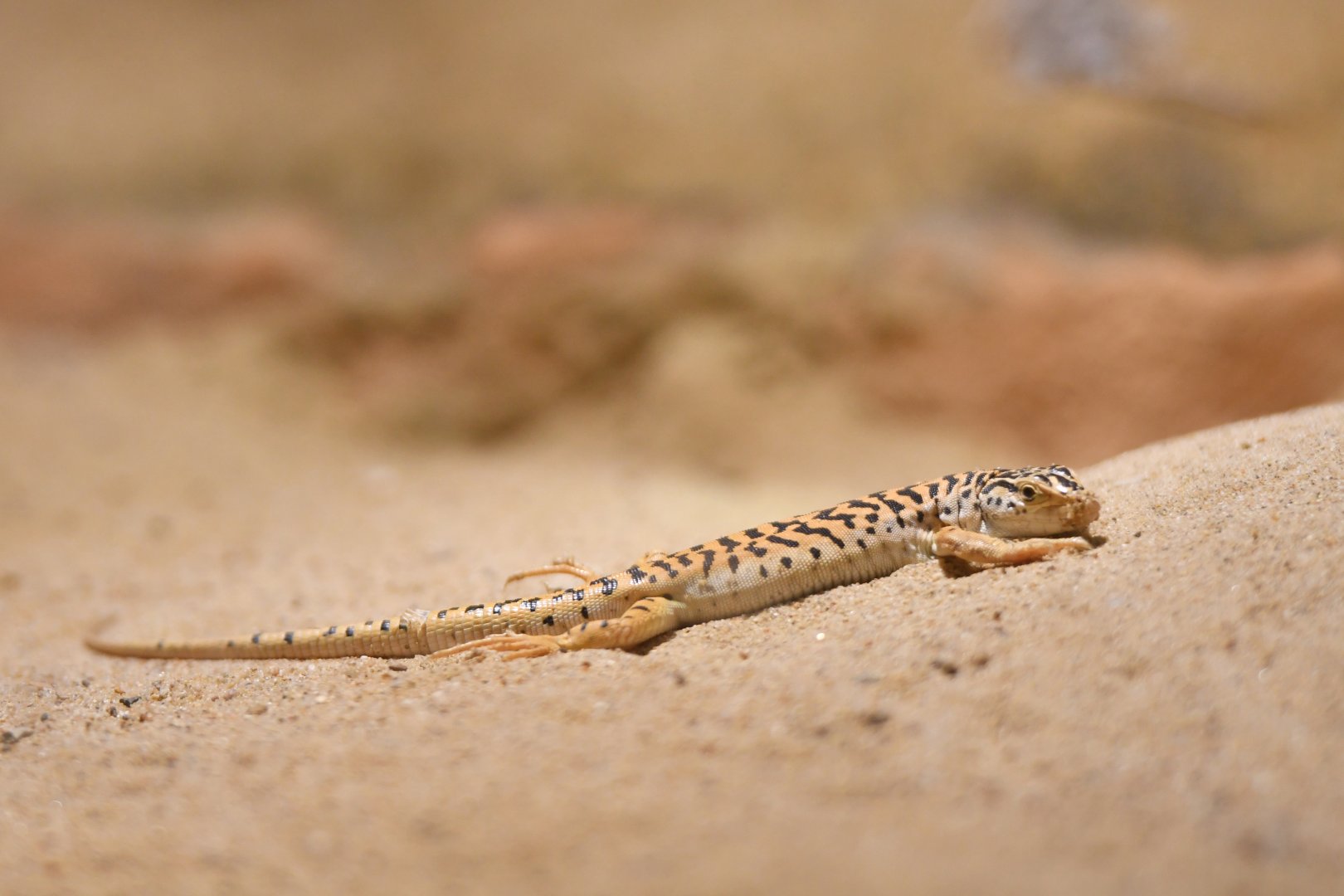 Gobi racerunner Eremias przewalskii