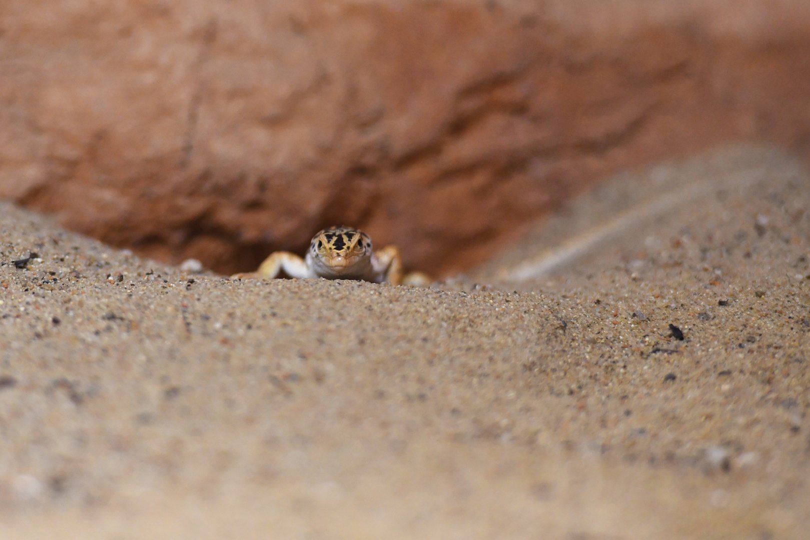 Gobi racerunner Eremias przewalskii