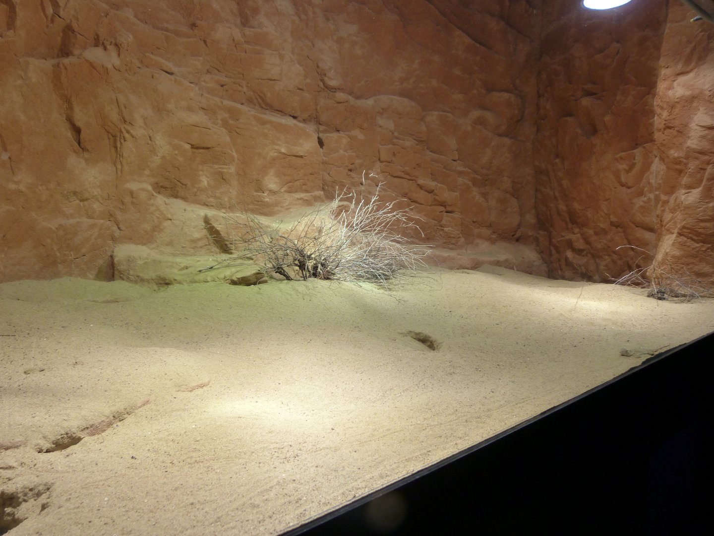 Gobi racerunner, Przewalski's toadhead agama and Mongolian sunwatcher exhibit -Zoo Praha (2025)