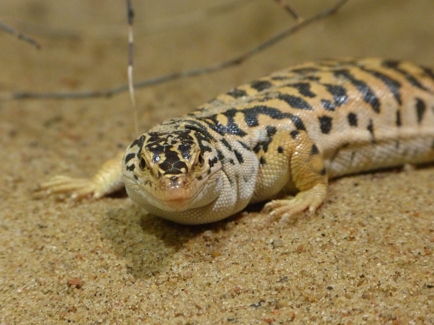 Gobi racerunner -Zoo Praha (2025)