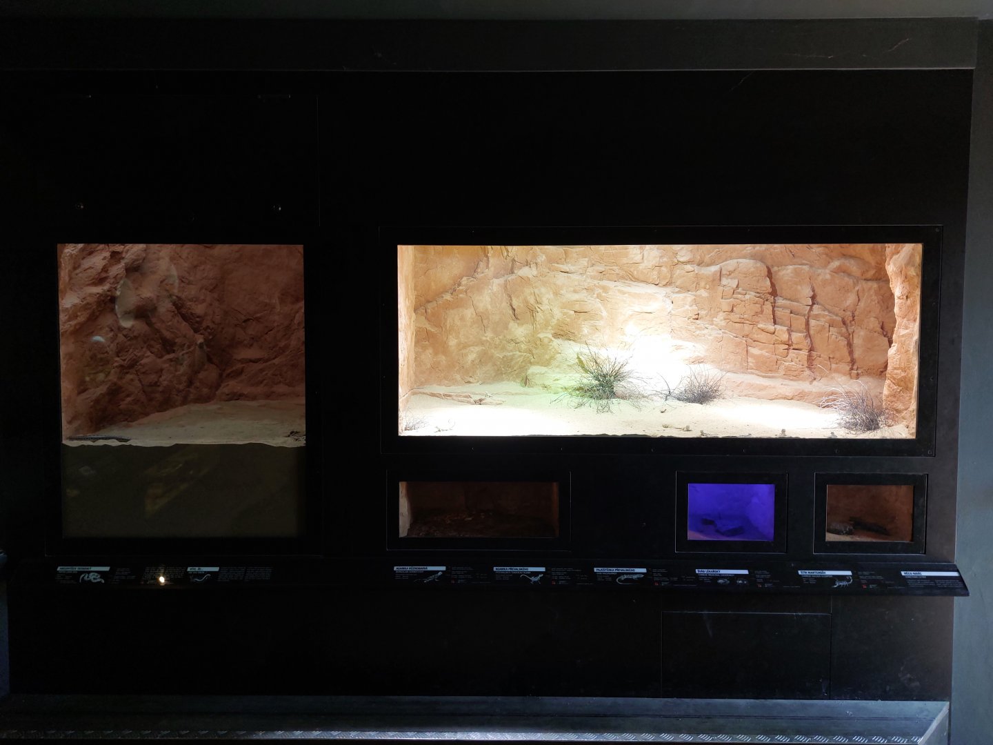 Gobi - reptile & invert terraria