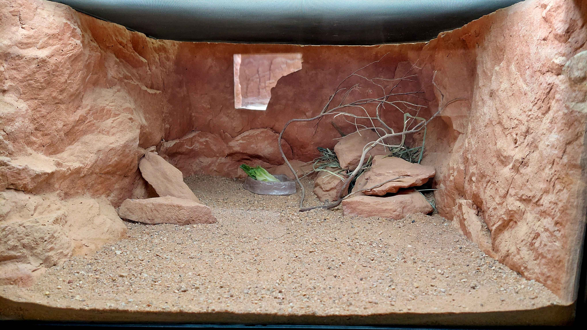 Gobi - Roborovski desert hamster exhibit