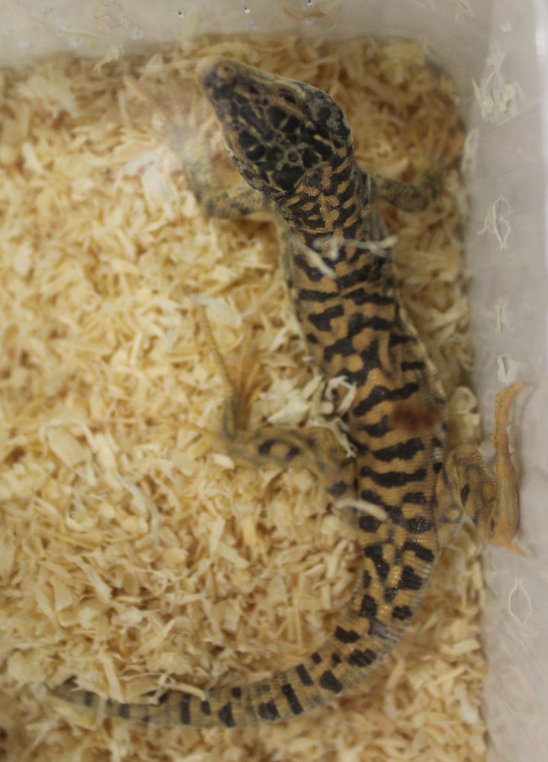 Gobi runner - Eremias przewalskii