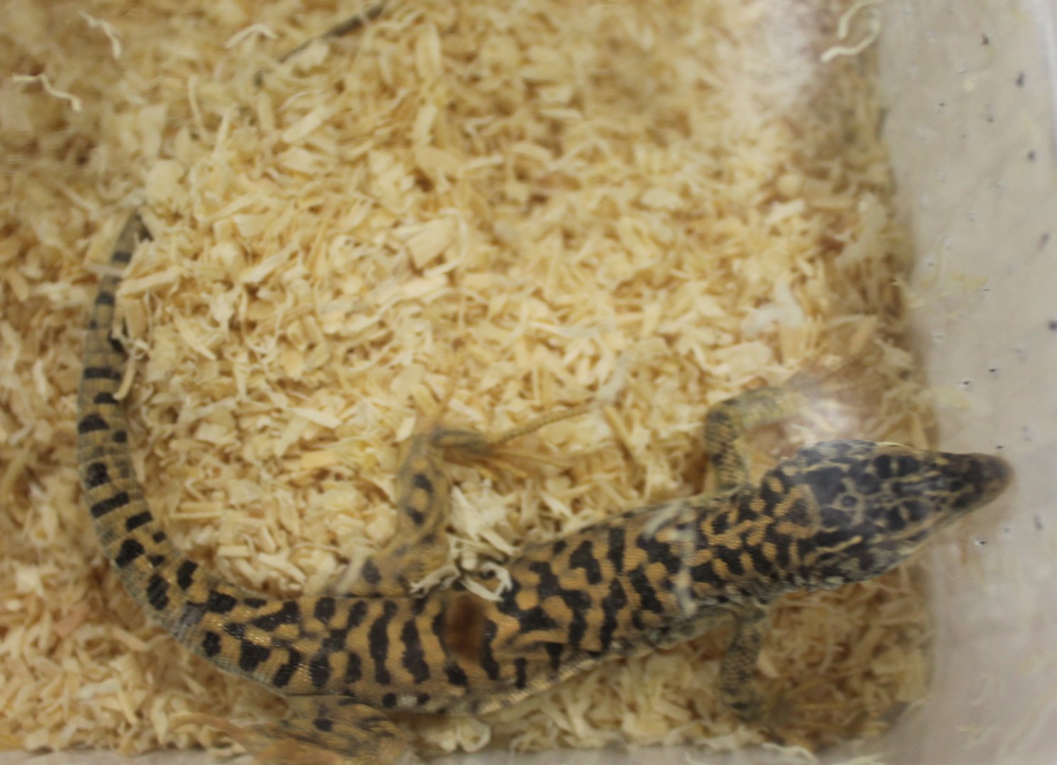 Gobi runner - Eremias przewalskii